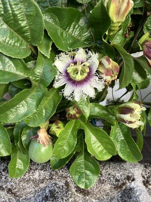 パッションフルーツ