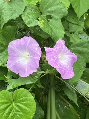 朝顔