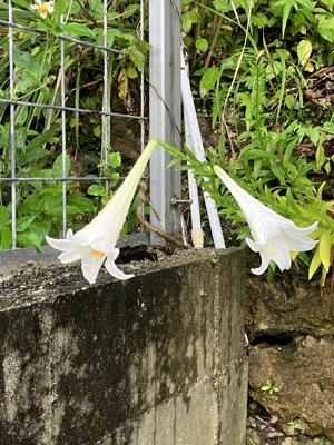 百合