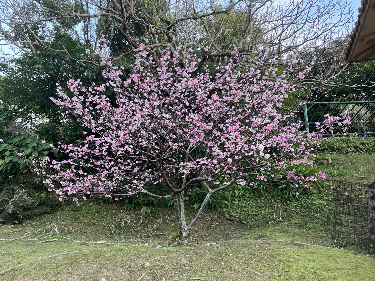 満開の桜