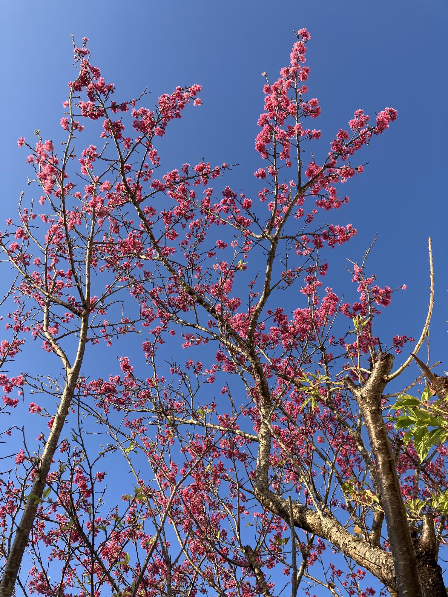 満開を過ぎた桜の花
