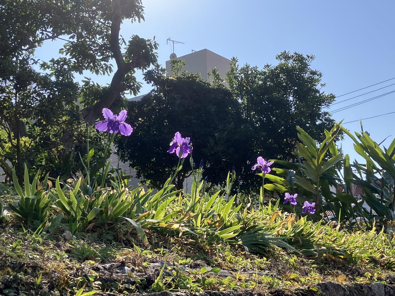 並んだ一初の花