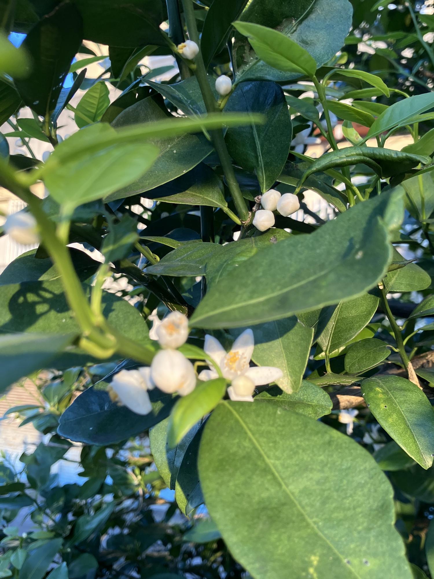 シークワーサーの白い花