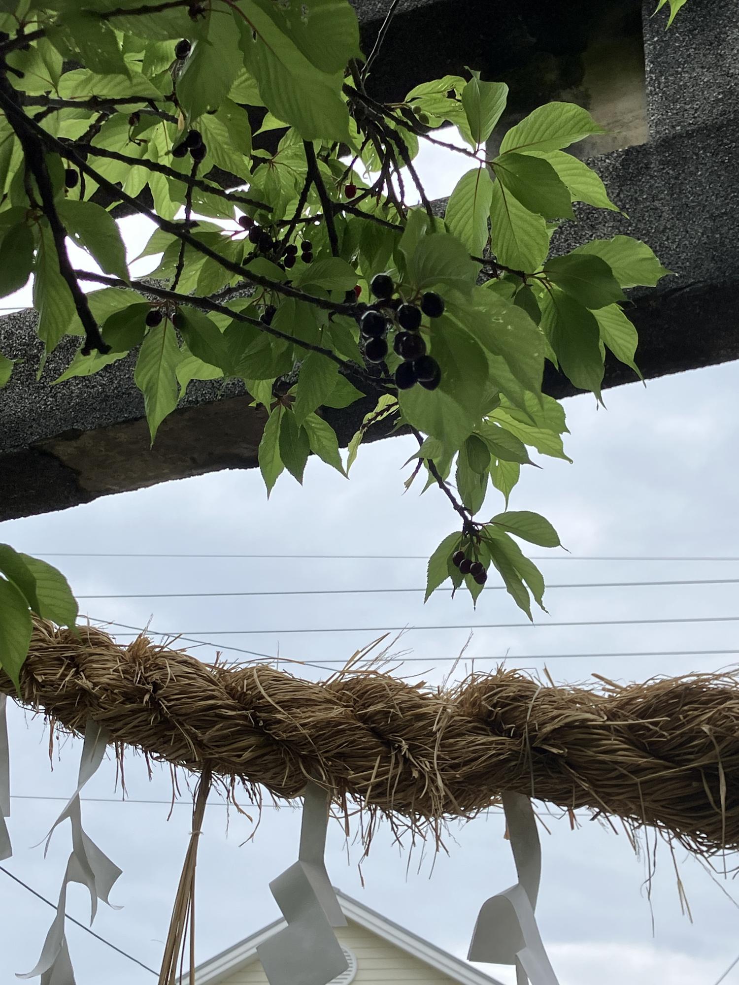 神社の熟したサクランボ