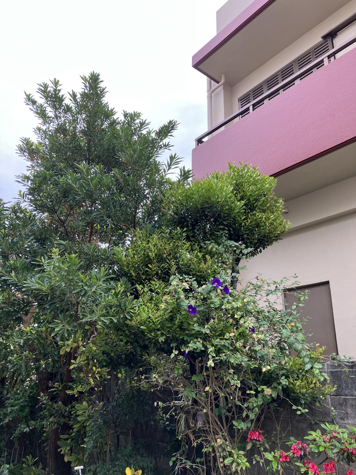 剪定する前の黒木