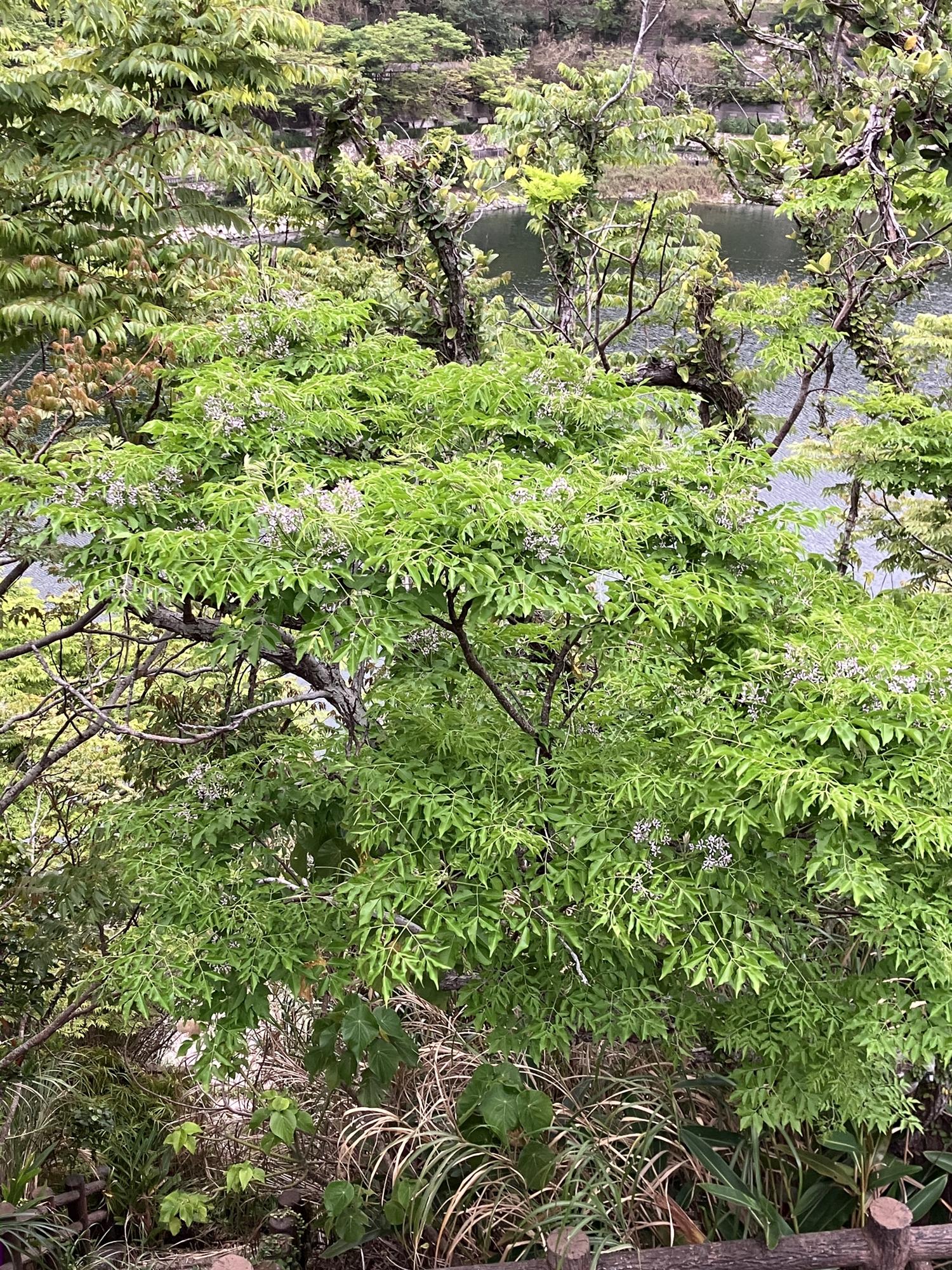 センダンの薄紫色の花