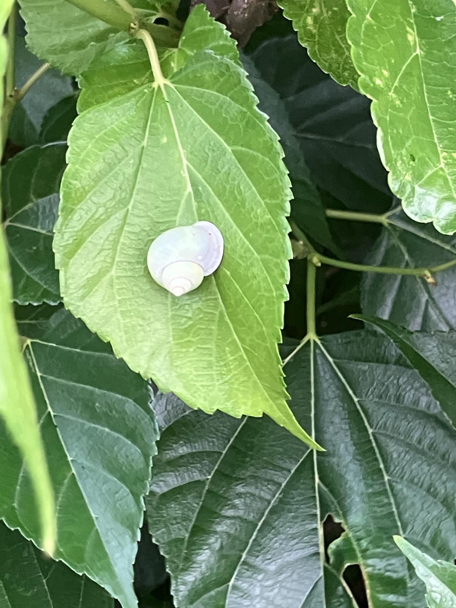 アオミオカタニシ