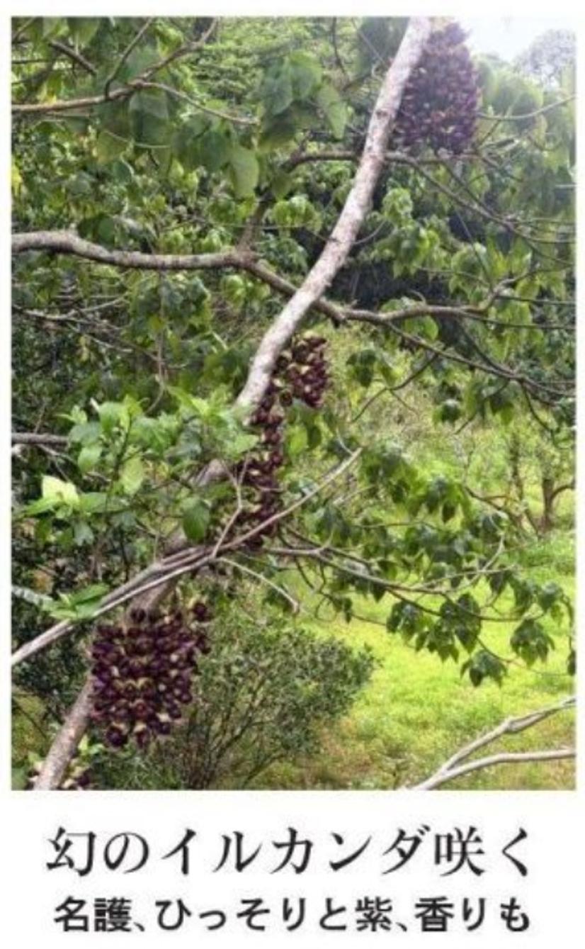 イルカンダ　新聞より