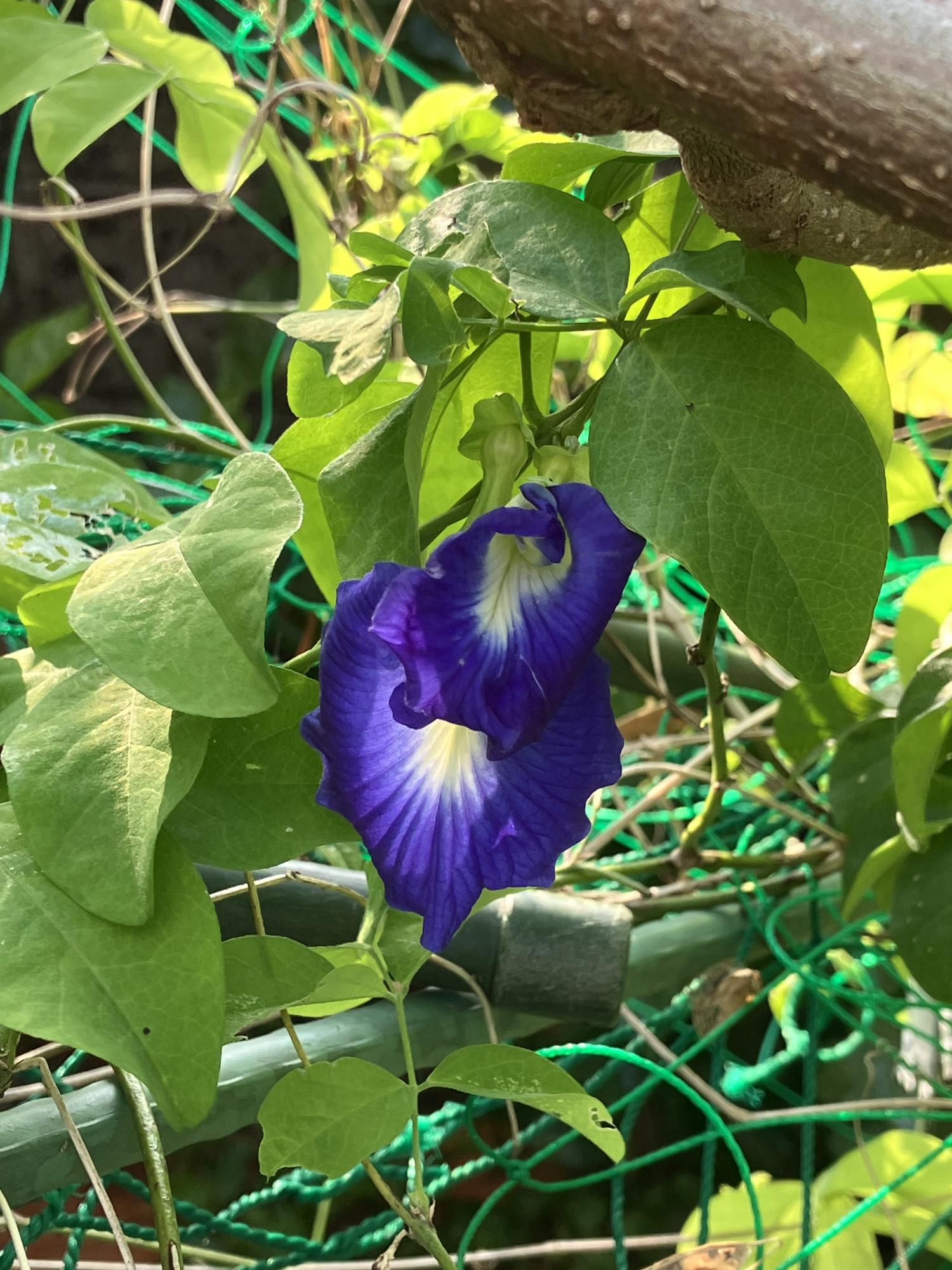 今年初めての裏畑のバタフライピーの花