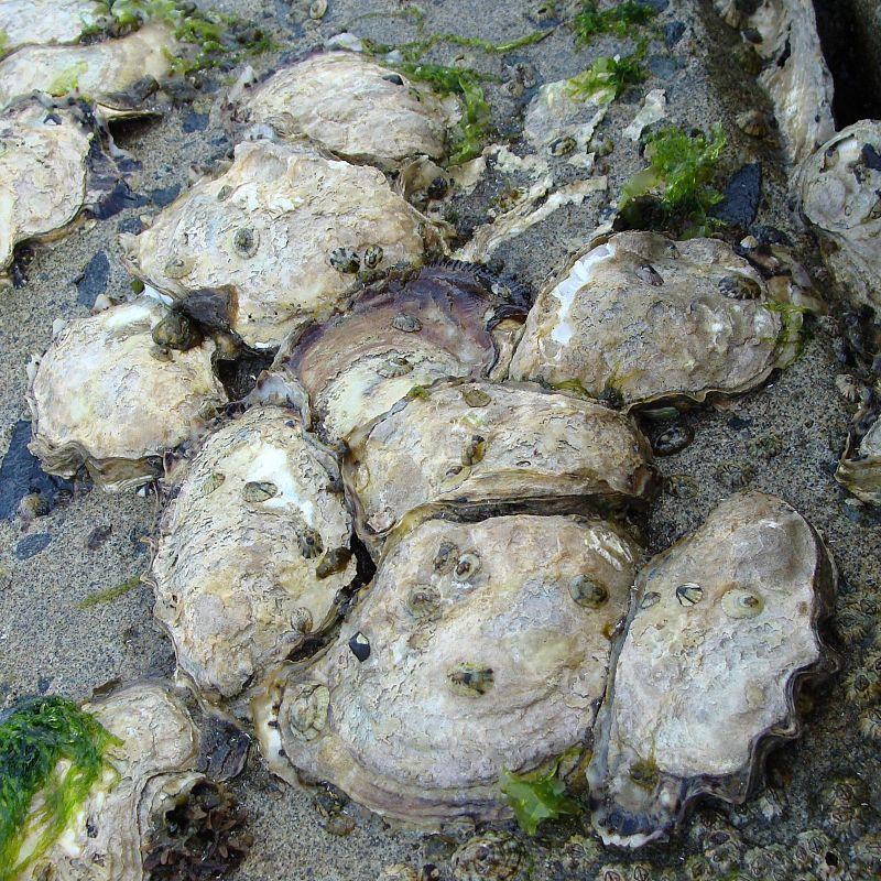 宮城島の海岸でよく見かけた牡蠣